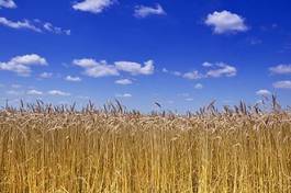 Plakat rolnictwo jedzenie lato mąka