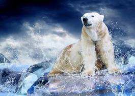 Plakat morze natura niedźwiedź zwierzę