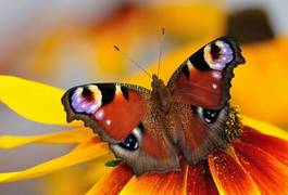 Plakat ogród natura zwierzę motyl