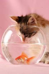 Obraz na płótnie kotek i złota rybka