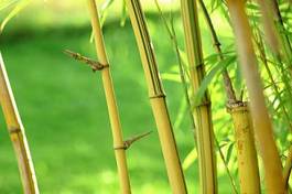 Plakat bambus dżungla chiny