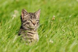 Obraz na płótnie zwierzę natura trawa kot