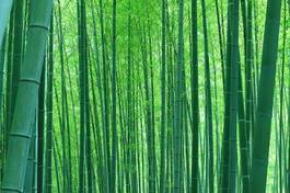 Obraz na płótnie roślina bambus kwota tło