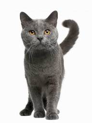 Fotoroleta kot ładny portret kociak