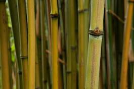 Plakat drzewa roślina bambus