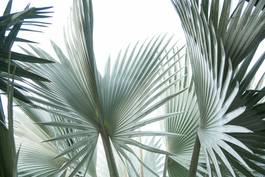 Plakat palma roślina lato las natura