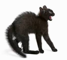 Plakat ładny ssak zwierzę kociak kot