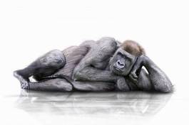 Plakat zwierzę małpa eye contact nuda goryl