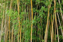 Plakat zen roślina bambus