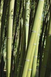 Plakat ogród krajobraz natura bambus łodyga