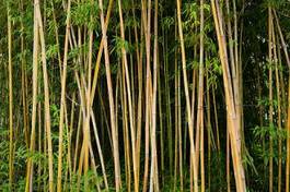 Obraz na płótnie las chiny natura roślina