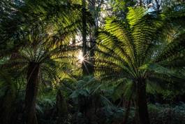 Fototapeta wyspa palma słońce roślina mech