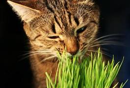 Obraz na płótnie trawa portret jedzenie kot