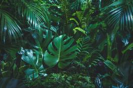 Plakat roślina tropikalny dżungla ogród