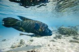 Plakat woda filipiny podwodne hawaje tropikalny