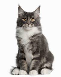 Plakat natura kot ssak zwierzę kociak
