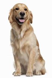 Plakat ładny pies szczenię portret