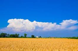 Plakat pszenica wzór trawa niebo