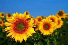 Plakat lato słońce kwiat słonecznik
