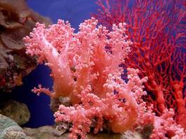 Plakat woda koral morze