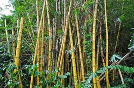Plakat park bambus natura