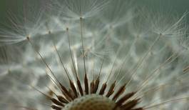 Fotoroleta lato roślina pyłek niebo