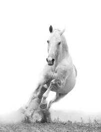 Fotoroleta dziki koń ogier ruch mężczyzna