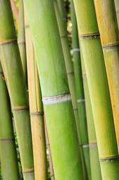 Plakat bambus roślina trawa