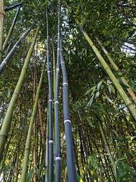 Obraz na płótnie roślina las bambus