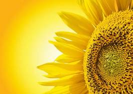 Plakat słonecznik natura słońce niebo roślina