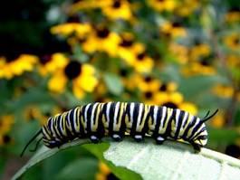 Fotoroleta bezdroża kwiat natura motyl larwa
