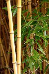 Plakat natura bambus dżungla zen japonia