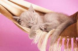 Plakat brytyjski kot śpiący na hamaku