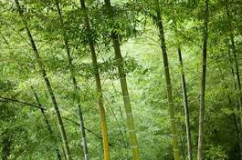 Obraz na płótnie japonia bambus drzewa świeży roślina