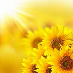 Naklejka stokrotka kwiat lato słońce
