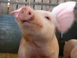 Plakat zwierzę wieś świnia rolnictwo wiejski