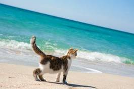 Plakat kociak wyspa wybrzeże