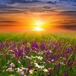 Obraz na płótnie trawa świt wiejski słońce
