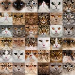 Plakat kot kompozycja zwierzę portret