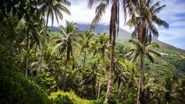 Plakat lato palma góra wyspa