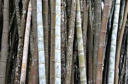 Naklejka roślina natura bambus azjatycki