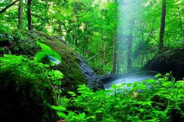 Naklejka wodospad świeży las spokojny