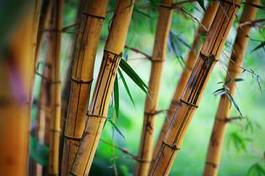 Plakat bambusowy las
