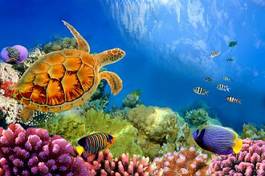 Plakat koral podwodne zwierzę tajlandia tropikalny