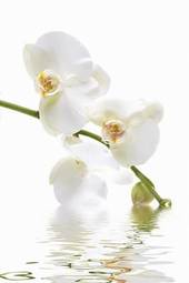Plakat roślina kwiat aromaterapia piękny tropikalny