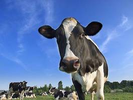 Naklejka rolnictwo mleko krowa