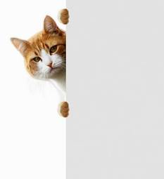 Plakat rasowy ładny ssak kot zwierzę