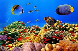 Plakat podwodne egipt koral rafa tropikalny