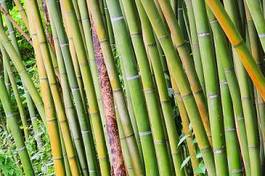 Naklejka stajnia roślina trawa bambus