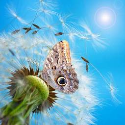 Plakat mniszek lato motyl słońce